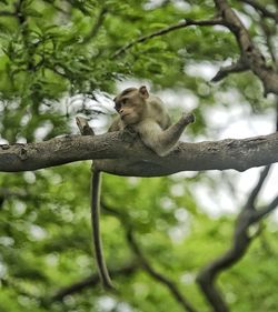 Low angle view of monkey sitting on tree in forest