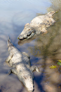 High angle view of crocodiles in pond