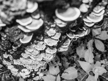 Close-up of fungus on tree trunk