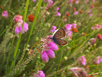 Butterfly on purple flower