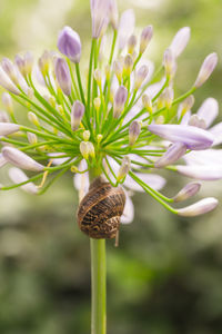 Close-up of flowers
