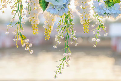 Close-up of flowering plant