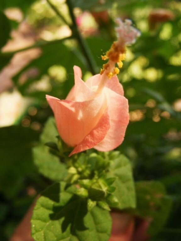 CLOSE-UP OF RED ROSE BLOOMING