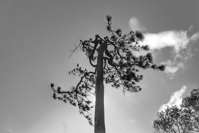 Low angle view of tree against clear sky