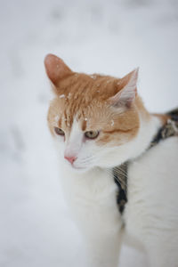 Close-up of cat looking away