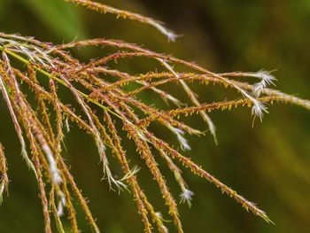 Close-up of plant against blurred background