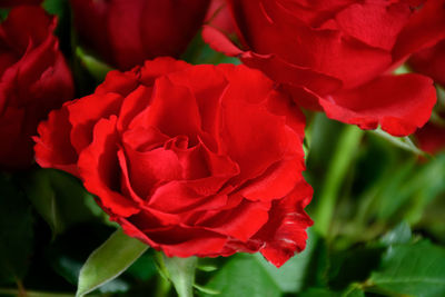 Close-up of red rose