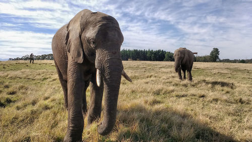 Elephant walking in a field on a beautiful day