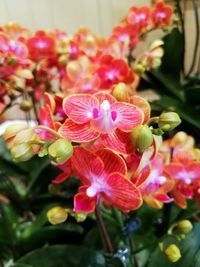 Close-up of flowers blooming outdoors