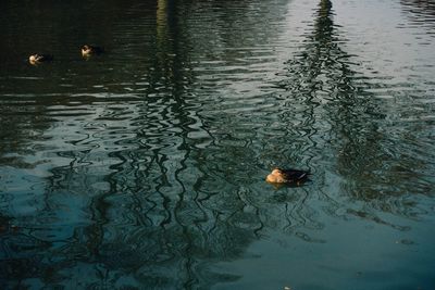 High angle view of duck swimming in lake