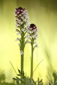 Close-up of flowers in bloom