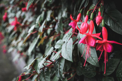 Close-up of red flowers