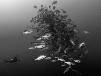 Fish swimming in sea