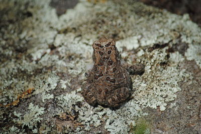 Close-up of frog on land