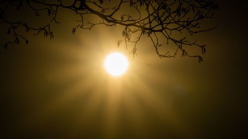 Low angle view of silhouette tree against sky during sunset