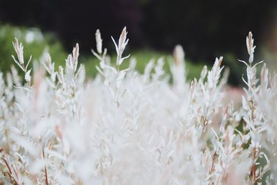 Close-up of plants growing on field