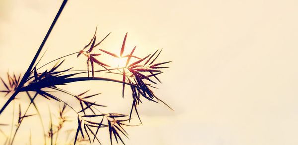 Close-up of plant against sky