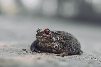 Close-up of lizard on land