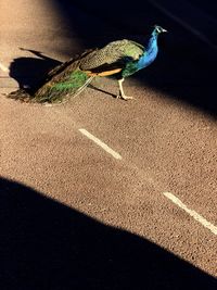 Close-up of peacock