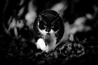 Close-up portrait of cat against blurred background