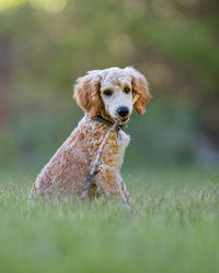 Dog looking away on field