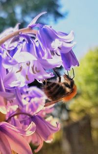 Close-up of bee pollinating on purple flower