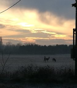 Silhouette horses on tree against sky during sunset