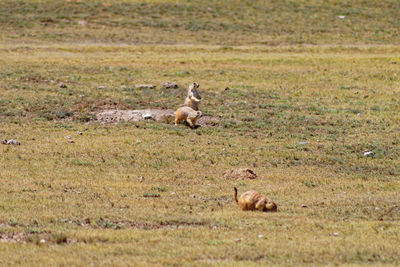 Sheep grazing on grassy field