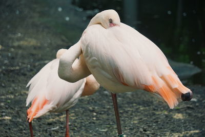 Close-up of white bird perching on a field