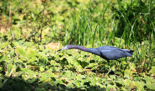 Close-up of gray heron on plant