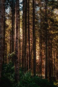 Pine trees in forest