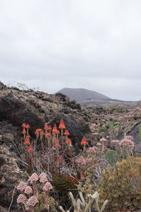 Plants growing on mountain against sky