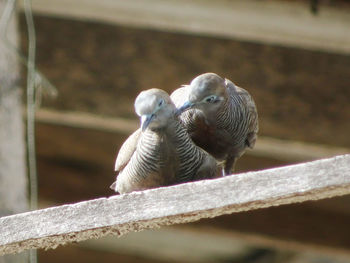 Close-up of bird perching outdoors