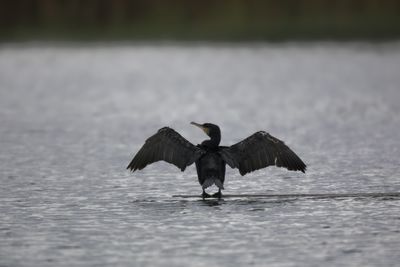 Bird flying over a lake