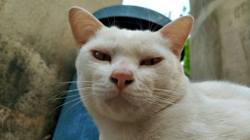 Close-up portrait of white cat