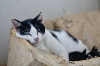 Close-up portrait of a cat