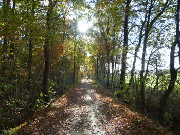 Footpath amidst trees in forest