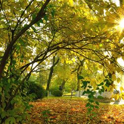 Scenic view of trees during autumn