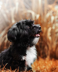 Close-up of a dog looking away