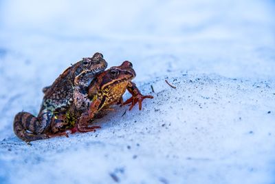 Close-up of frogs mating on snow covered field during winter