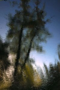 Full frame shot of wet tree by lake