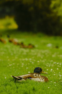 Close-up of a bird on grass