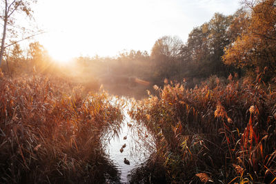 Trees by lake against sky during autumn