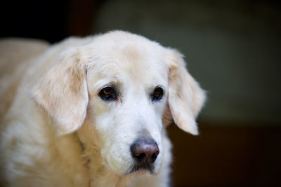 Close-up portrait of a dog