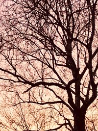 Low angle view of silhouette bare tree against sky