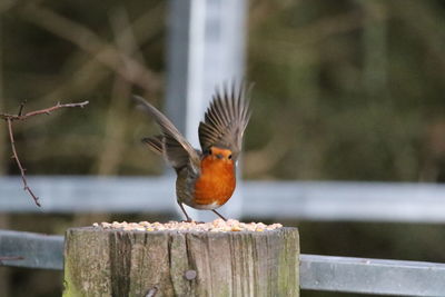 Close-up of bird perching on wooden post