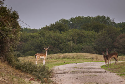 Horse in a field