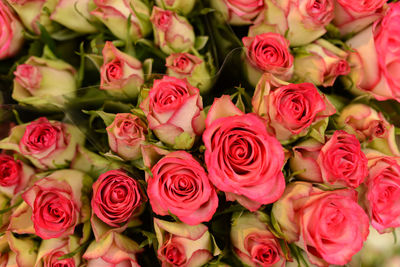 Full frame shot of pink roses