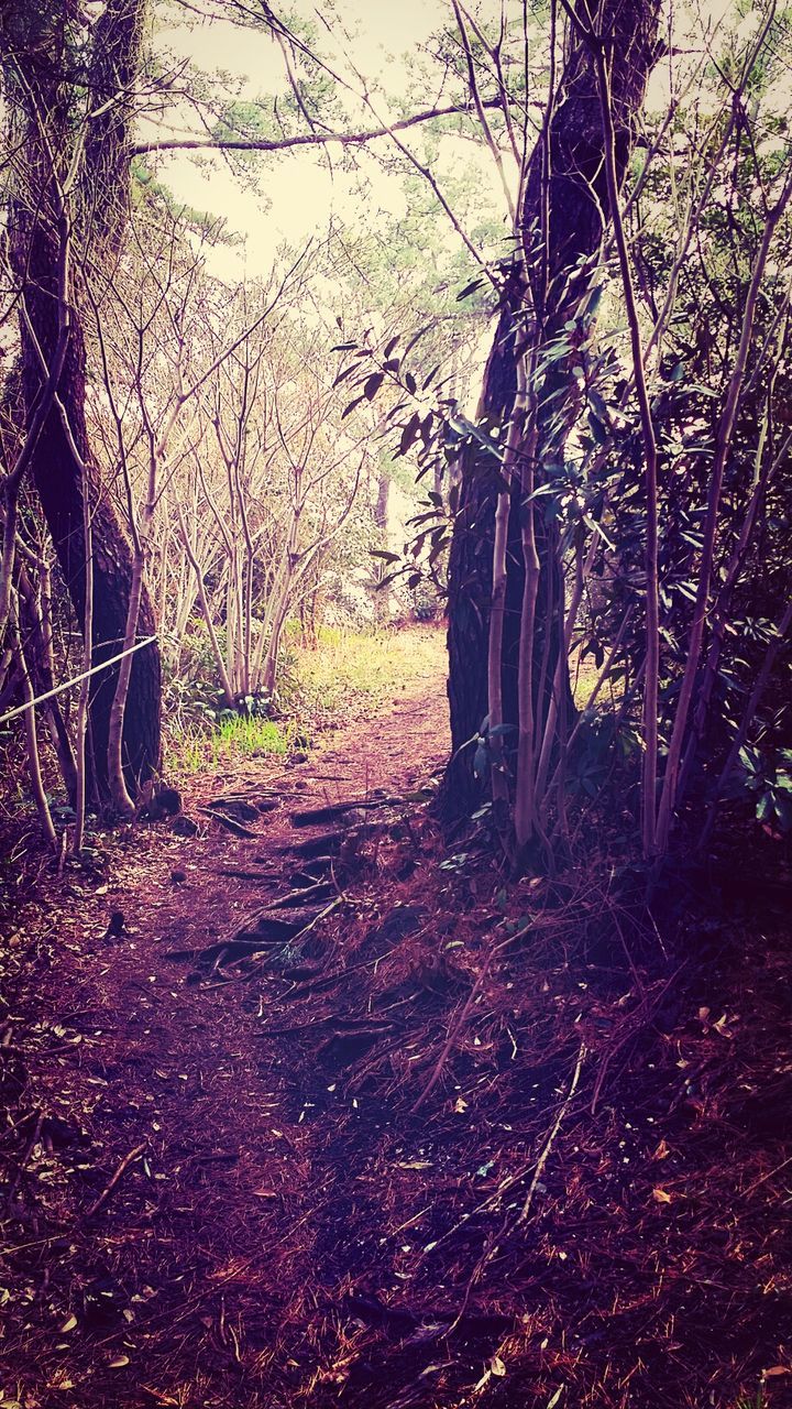 tree, the way forward, tranquility, bare tree, branch, tranquil scene, dirt road, diminishing perspective, nature, forest, vanishing point, tree trunk, growth, landscape, beauty in nature, footpath, scenics, outdoors, non-urban scene, pathway