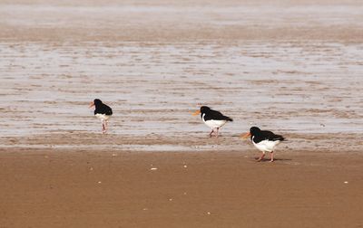 Birds on beach